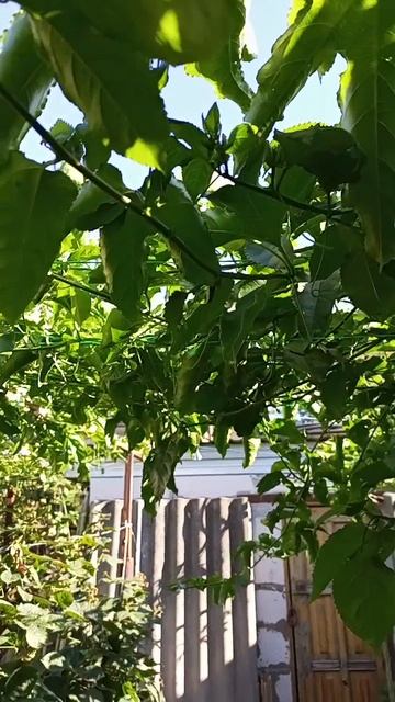 17.09.25 Маракуйя Северная и Фредерико.mp4