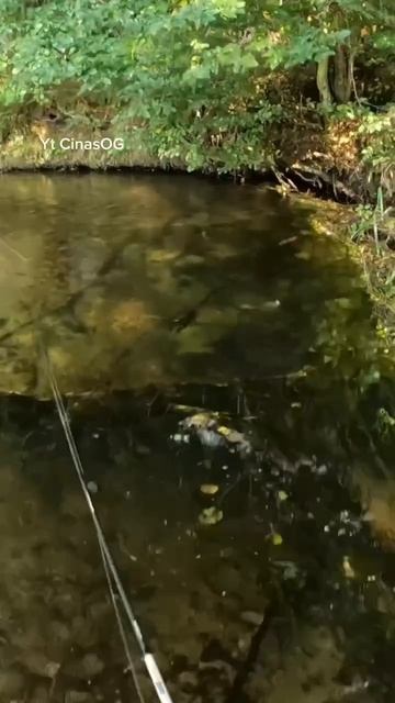 Говорят на ребристые лучше клюет