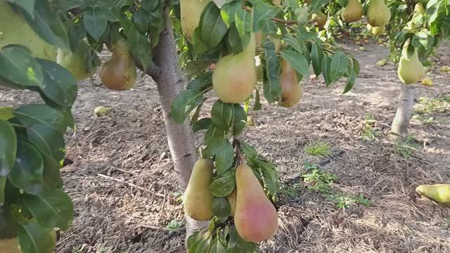 груша Аббат Фетель