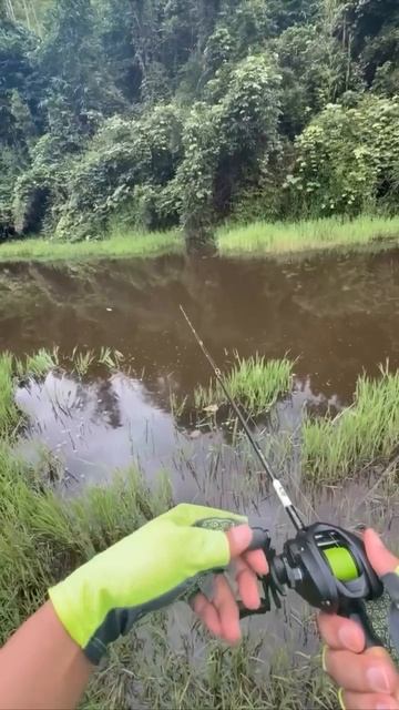 мощная поклёвка на лягушку