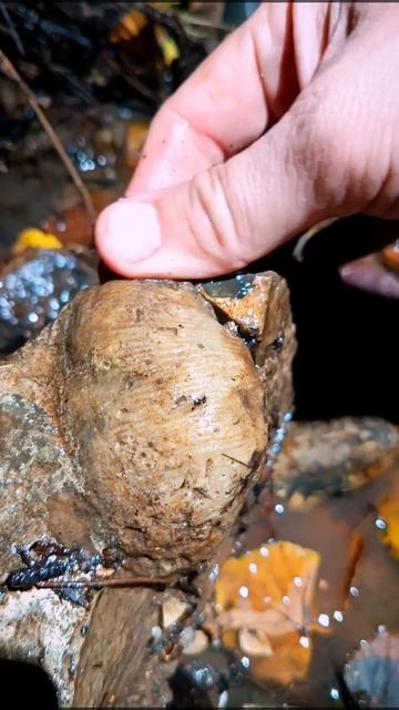 Ископаемая брахиопода.mp4