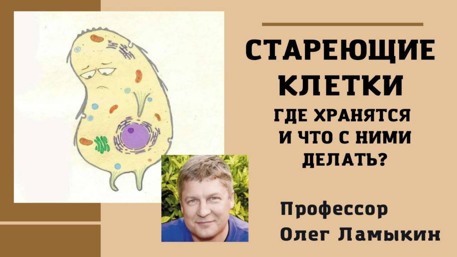 Стареющие клетки в организме, что такое и как влияют?  Проф. Ламыкин О.Д.