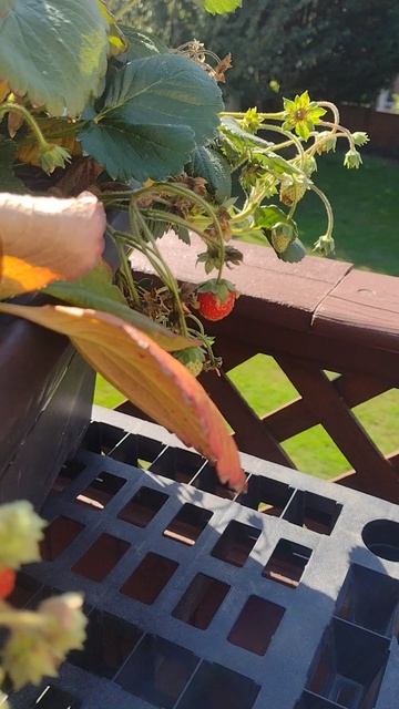 Сентябрьский урожай клубники