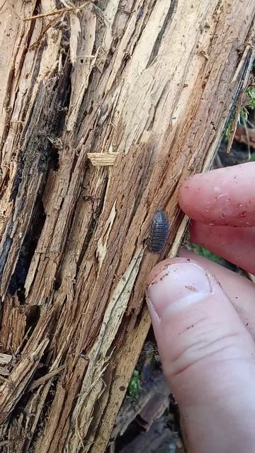 корм для моих ящериц