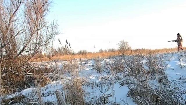 Охота на зайца. Январь 2025