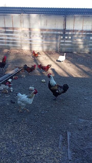 бои петухов