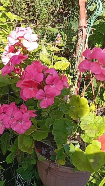 отчет по гераням ,2025,  Mp4