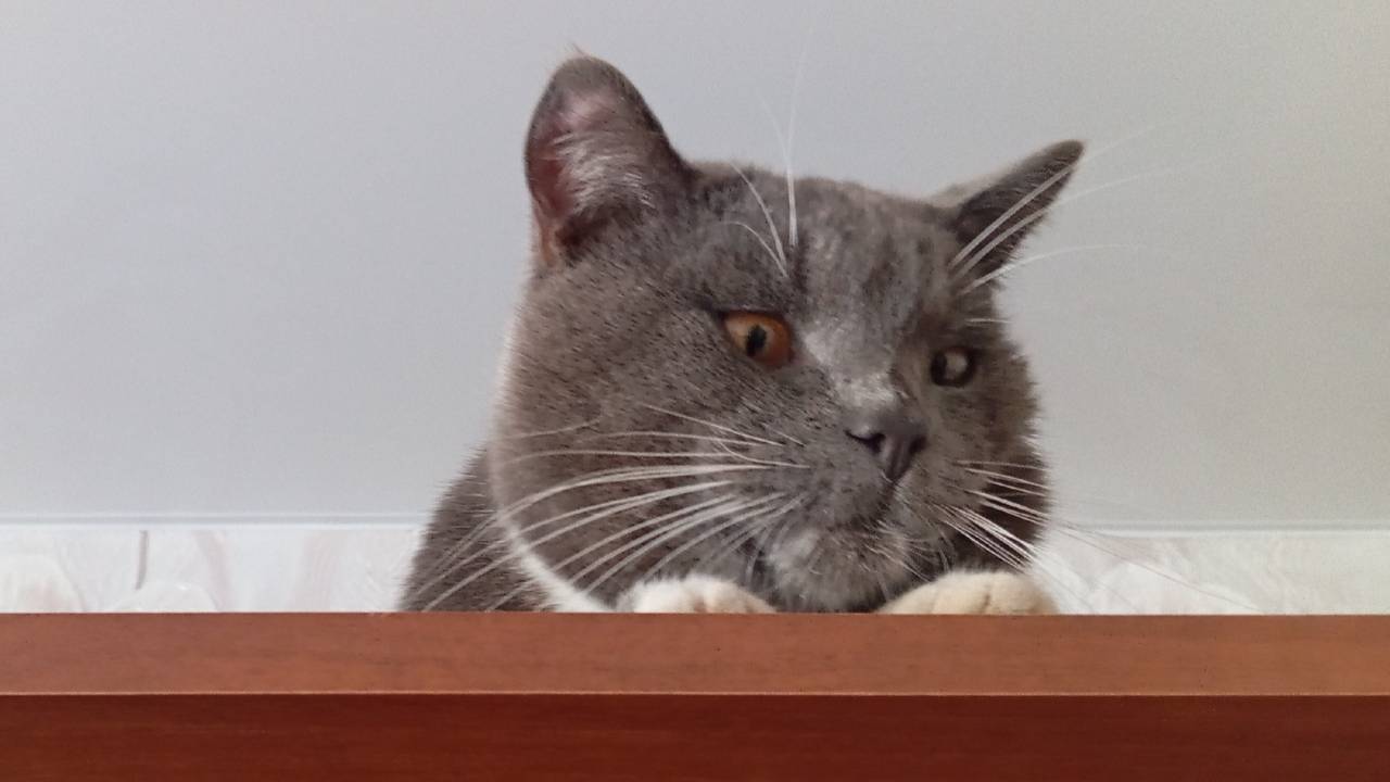 Сени не стало 18.09.2025.