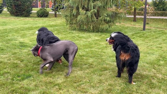 Берны и кане корсо