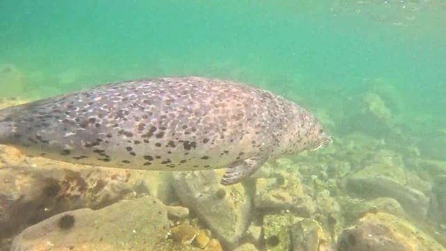 Морские котики во Владивостоке. Сноркелинг и дайвинг с самыми милыми обитателями Японского моря