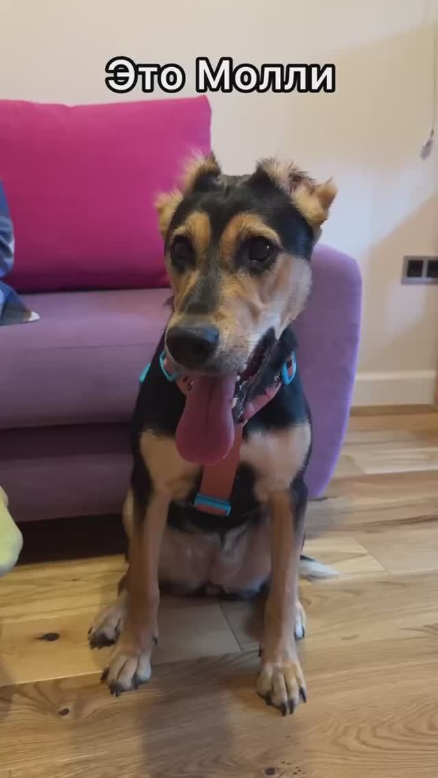Ласковая Молли ищет семью❤️ 1год, 25кг любви, ростом по колено, больше не вырастет!
