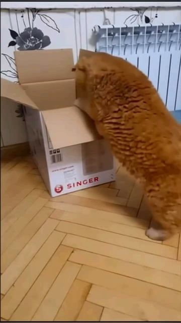 Грация кошки)