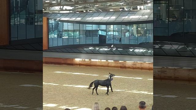 Ахалтекинцы Выставка