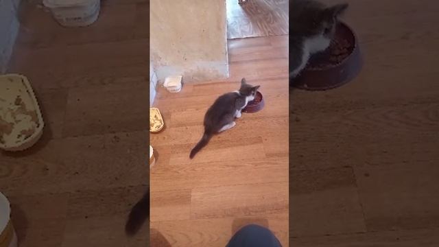 Стрим.Котёнок