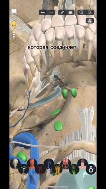 Сколько у человека ушей? #anatomy #body #shorts