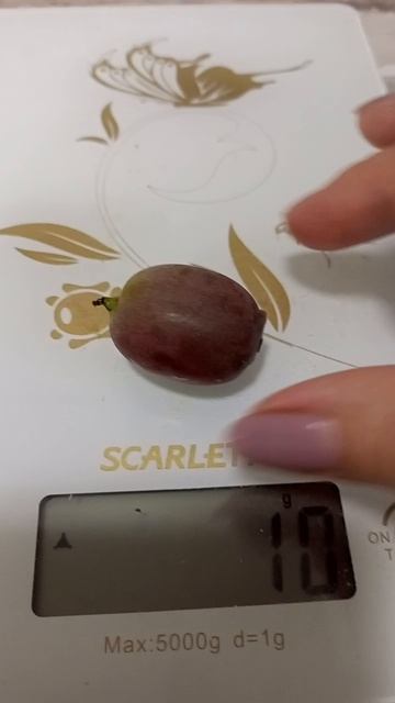 19.09.25 Актинидия Аргута Кенс ред.mp4