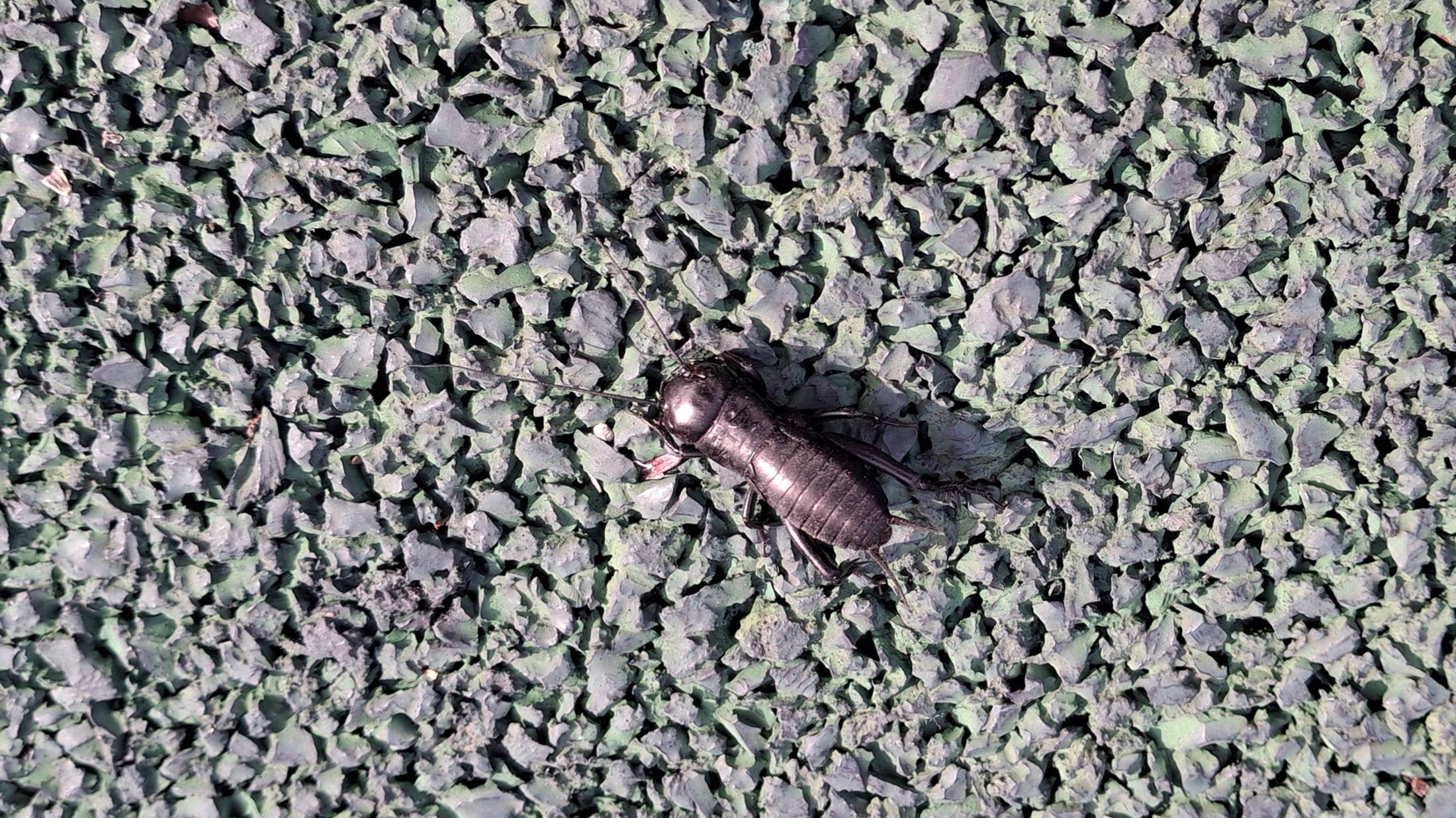 Сверчок полевой