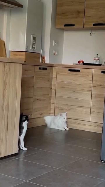 Коты, все таки - жидкие)