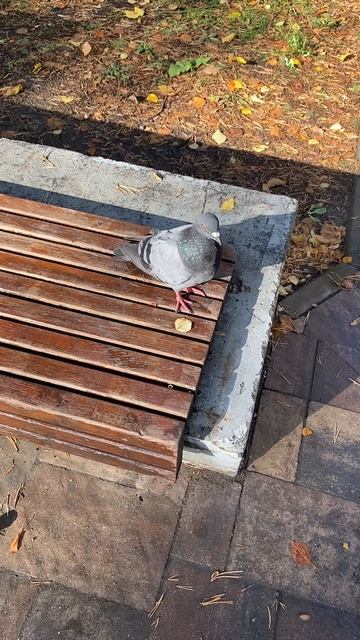 Голубь Борис