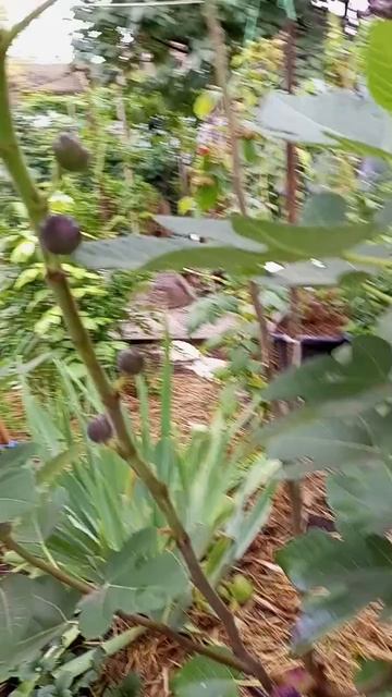 19.09.25 Инжир Черный принц.mp4