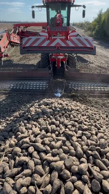 Уборка сахарной свёклы!