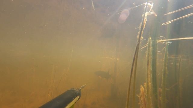 Подводная охота в ЯНАО