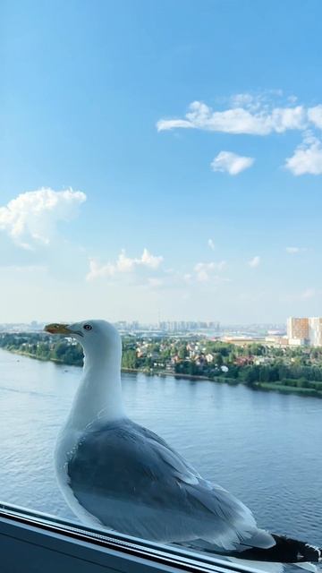 Невероятно, чайка прямо за окном! 😊