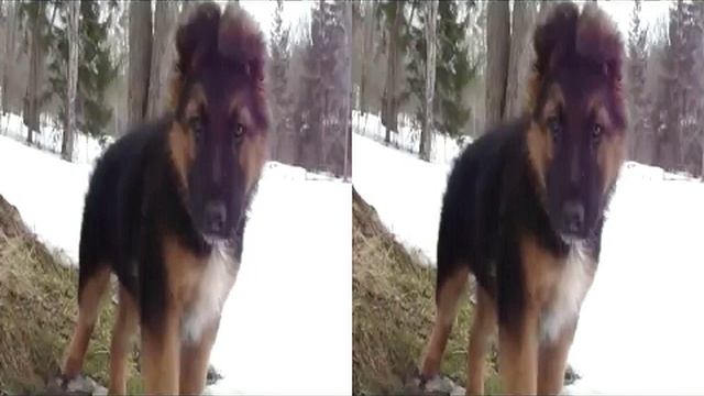 Акира Щенок немецкой овчарки 3D