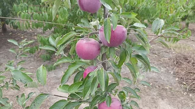 яблоня Жеромин