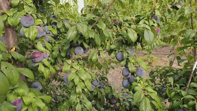 слива Анджелино