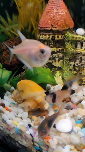 Мой аквариум