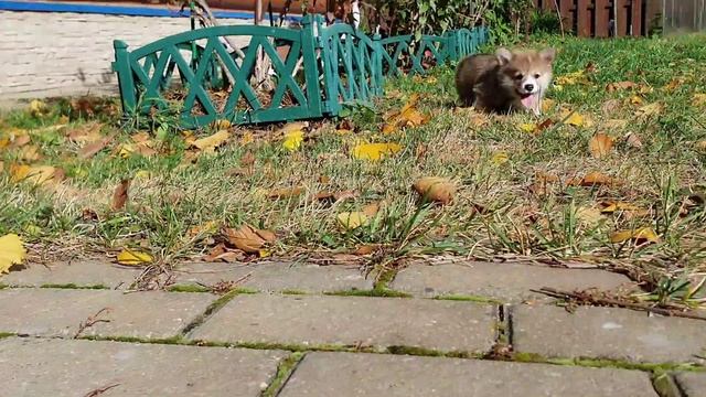 Фрай Винд Т-помет, щенки вельш корги пемброк, возраст 49 дней