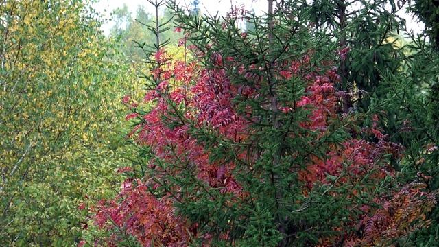 E81fabca9ca502378e2ca7c45338f949