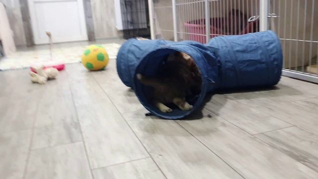 Фрай Винд С-помет, щенки вельш корги пемброк, возраст 53 дня