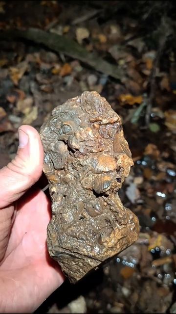 Брахиоподовая банка.mp4