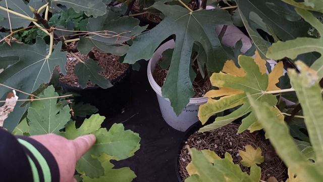 Инжир Браун Туркей, Брунсвик и др. из черенков этого года. 25.09.25 г.