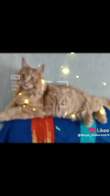 Пушистый комочек,Арчи