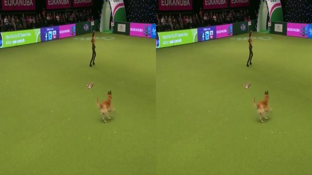 Отличная дрессировка собаки. Показательные выступления. 3d VR видео