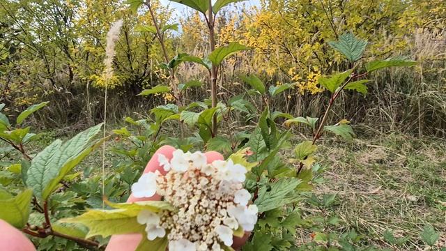 Удивительно, что такое происходит с калиной в конце сентября