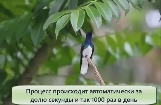 Колибри невероятные и превосходные