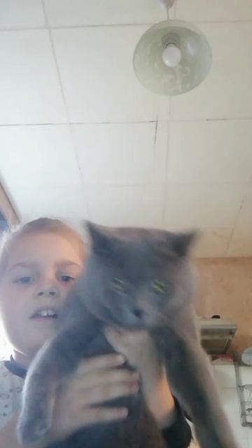 Танцы с котами