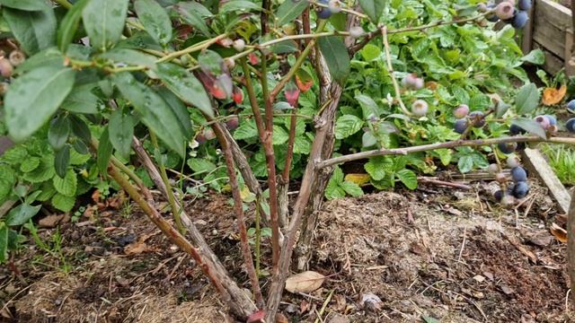 Сорт Джерси - поздний сорт весь вызревает у нас в Подмосковье