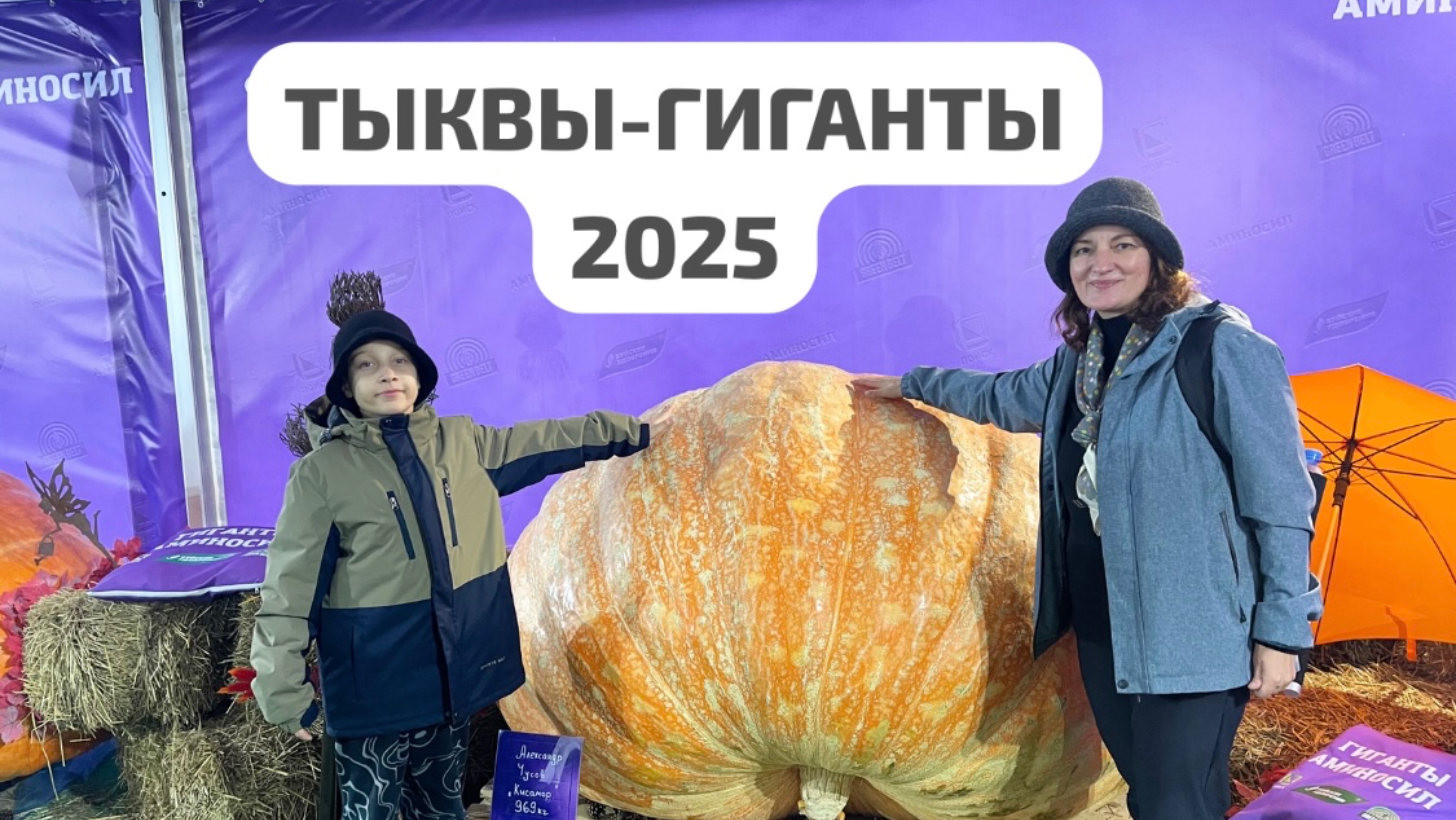 Тыквы-гиганты 2025