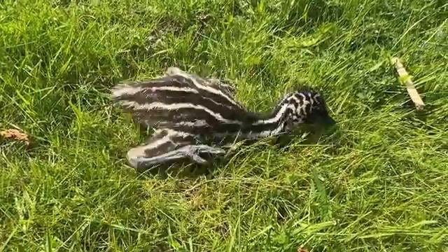 Гигантское яйцо, рождение динозавра.