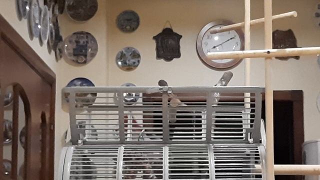 Попугай Жако Ники.mp4