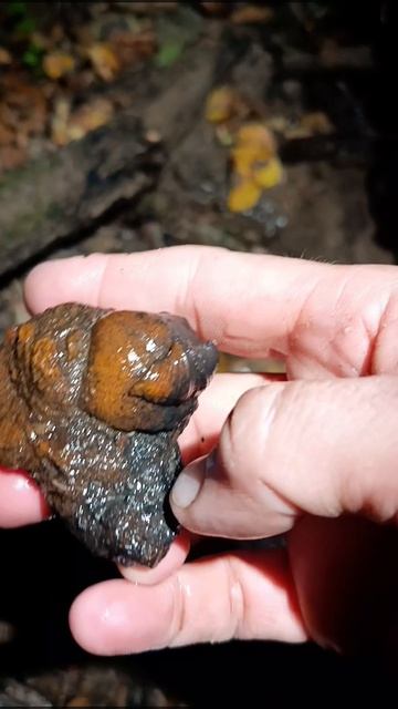 Композиция из Брахиопод.mp4