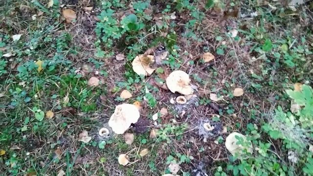 Назвался груздём полезай в кузовок.Сезон закрыт.