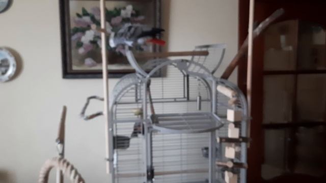 Попугай Жако Ники.mp4