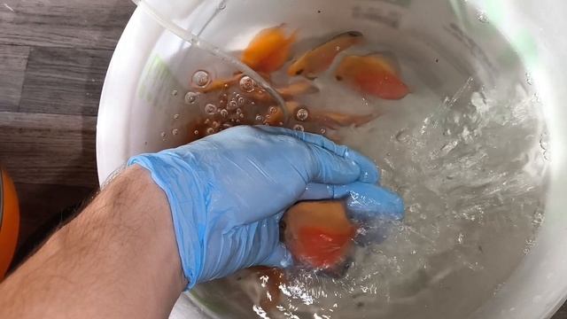 Отправка дискусов в Донецк