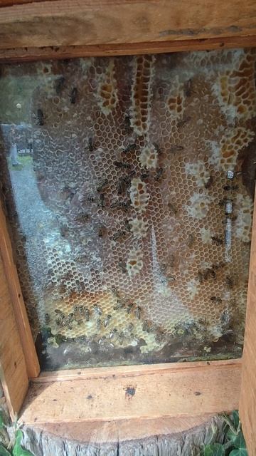 пчелы за стеклом